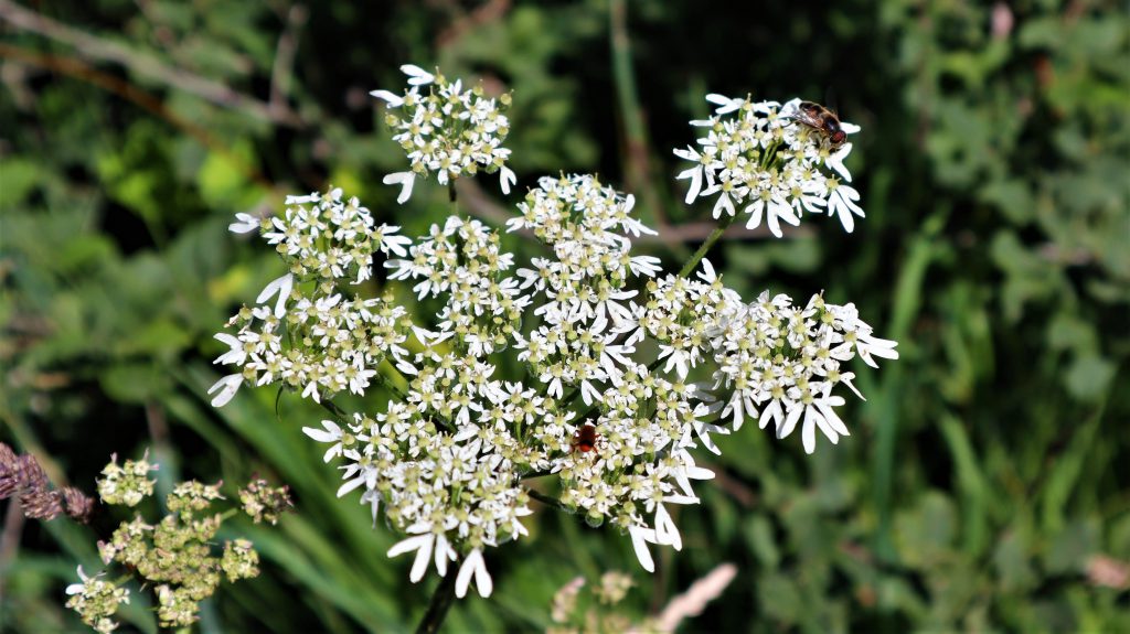 Blumen im Hohen Venn