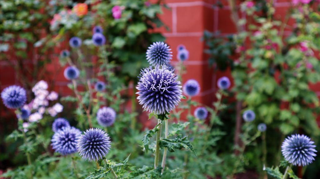 Blumen an der Liebfrauen Kirche Oberwesel