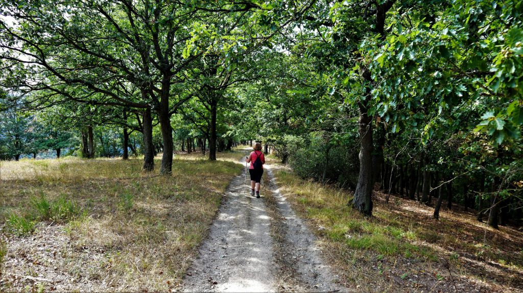 Waldweg am Engweger Kopf