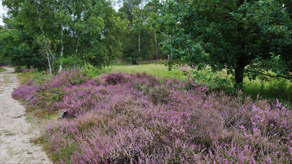 Heide am Gelders Vlies