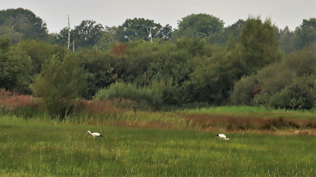 Störche im Landgoet Arcen