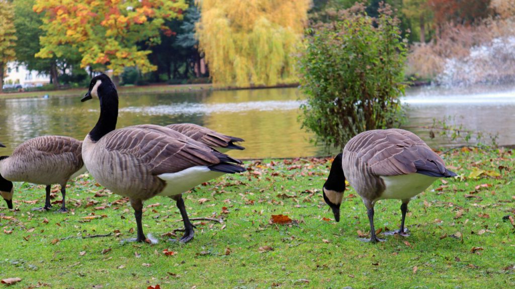 Am Kreuzweiher Odenkirchen