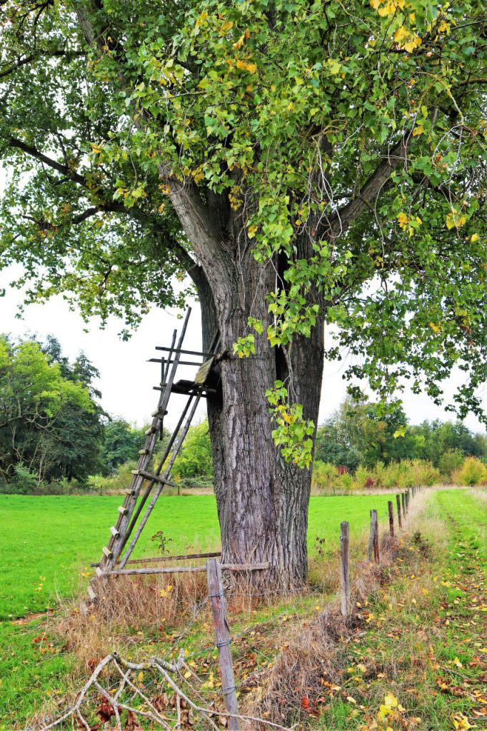 In den Rurwiesen