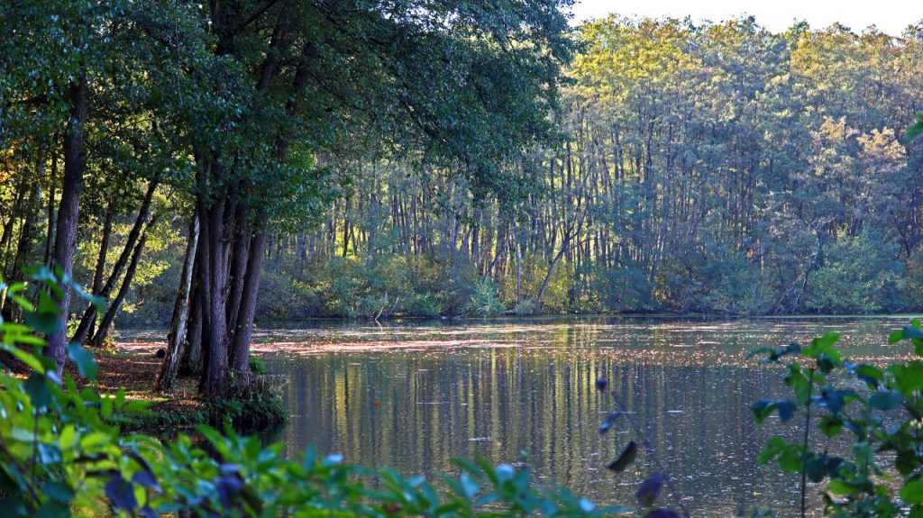 Angelweiher Tüschenbroich