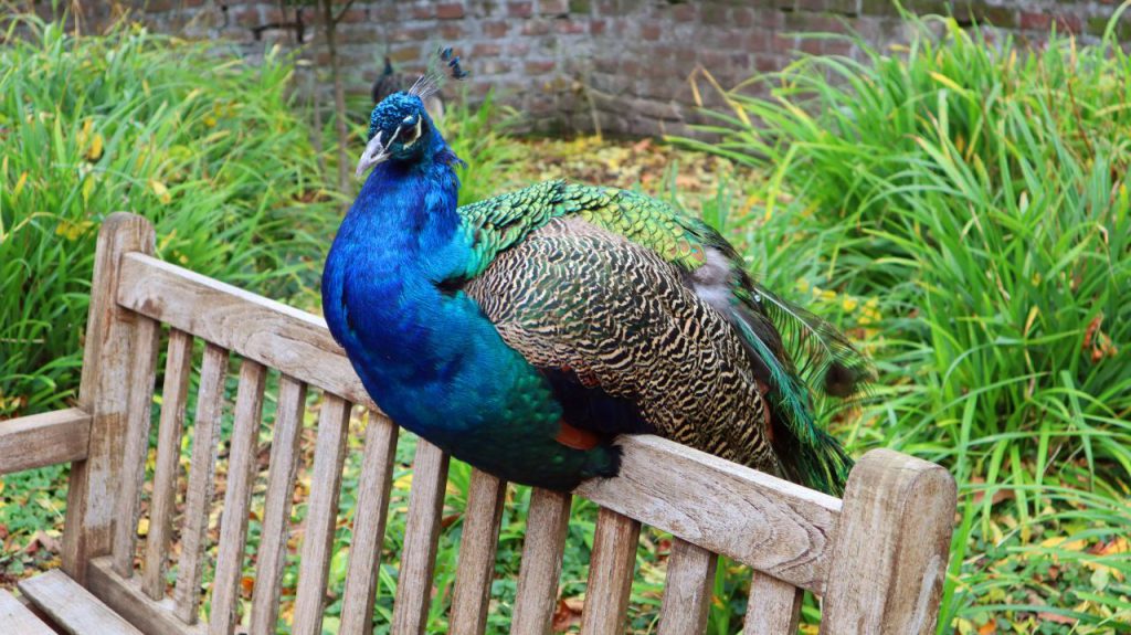 Pfau am Schloss Rheydt