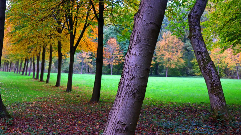 Herbstlicher Baumbestand am Weg