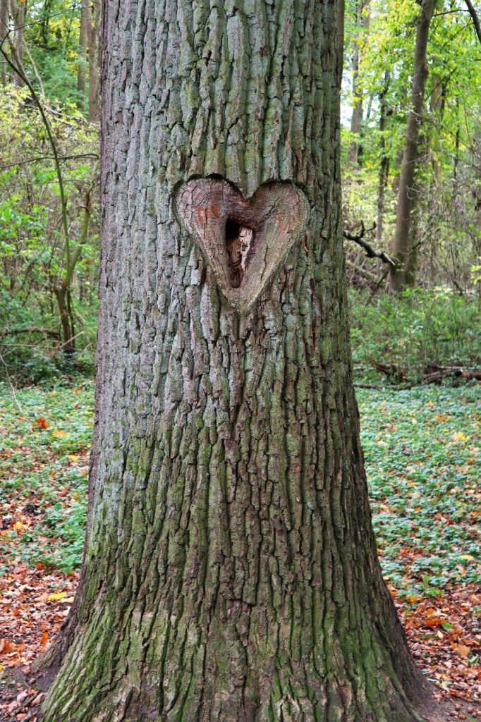 Baum an Schloss Rheydt