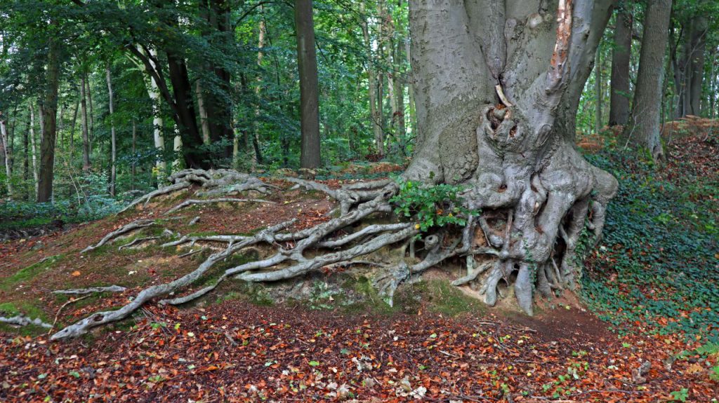 Im Wald an der Buschmühle