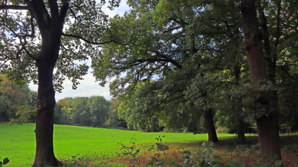 Am Waldrand Balkhoven