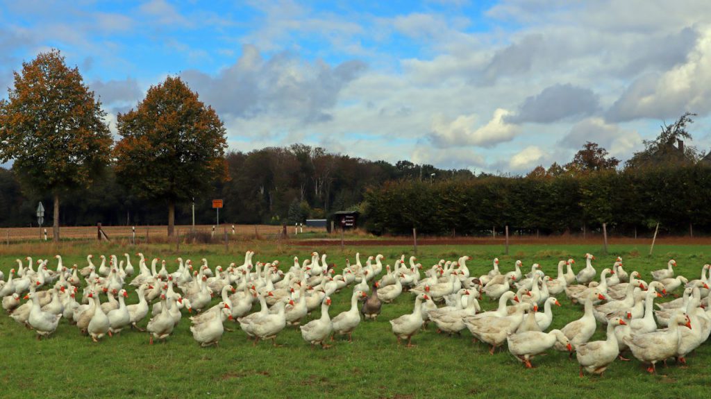 Gänse Putenfarm Ritte