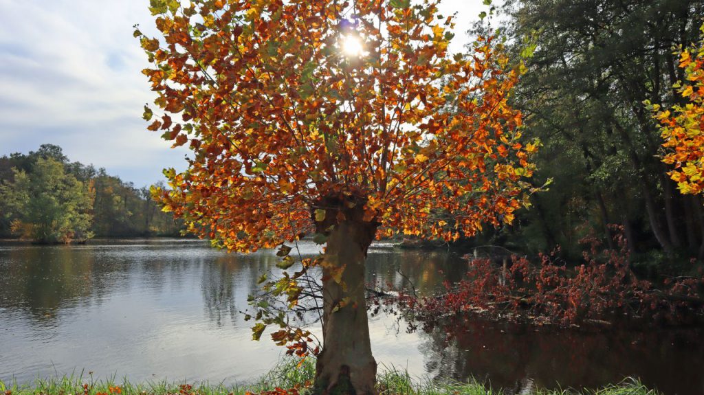 Buschmühlenweiher