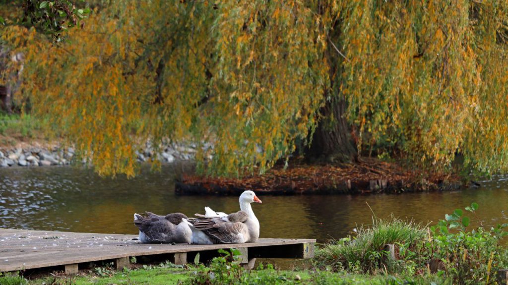 Am Holtmühlenweiher