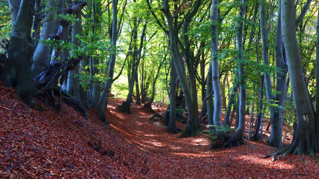 Waldweg im Molzental