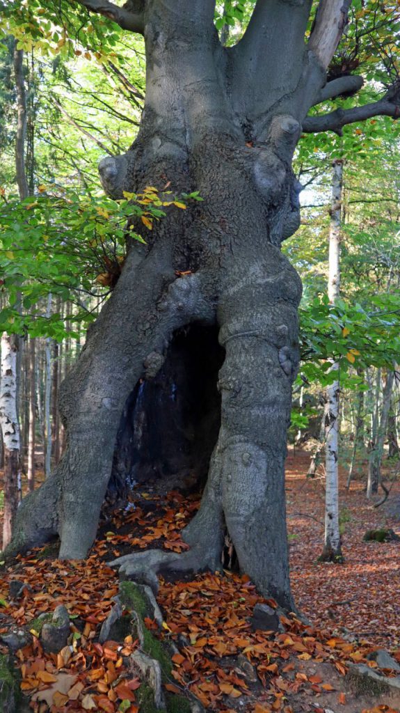 Stockbuche im Molzental