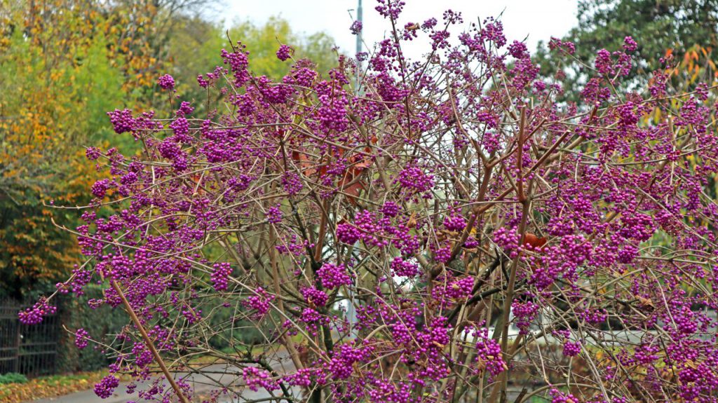 Herbststrauch in prächtigem Violett