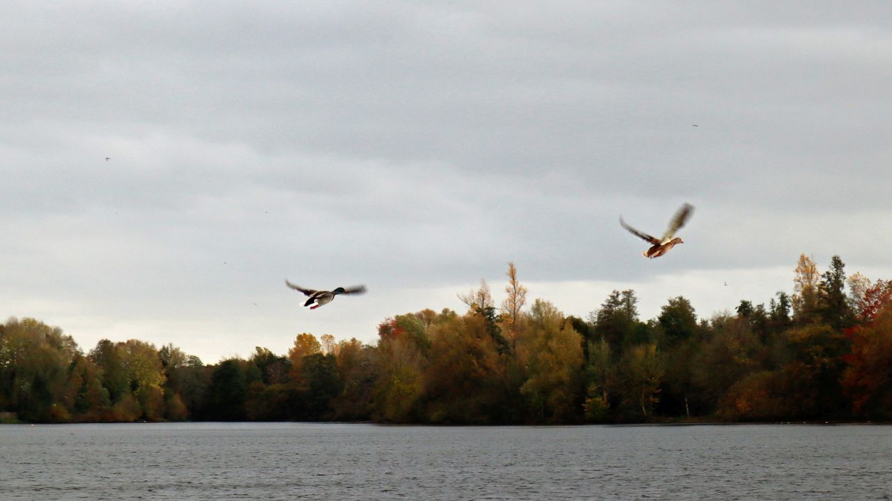 Rund um den Breyellersee und das Nettebruch » Niederrheinscout