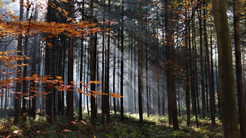 Tannenwald im Dilborner Busch