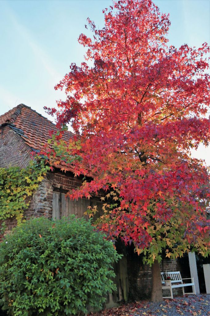 Amberbaum in Kempen