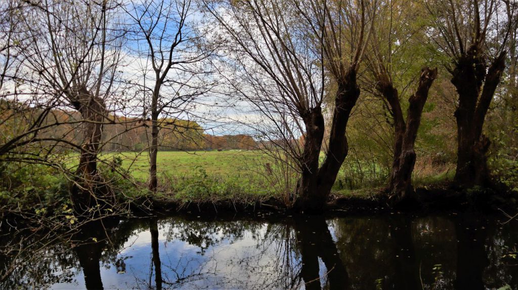 Kopfweiden an der Schwalm