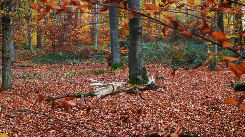 Fabeltier (Dinosauruer) im Wald