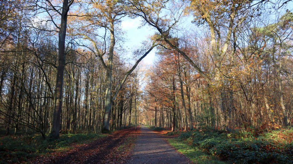 Waldweg am Inratherberg