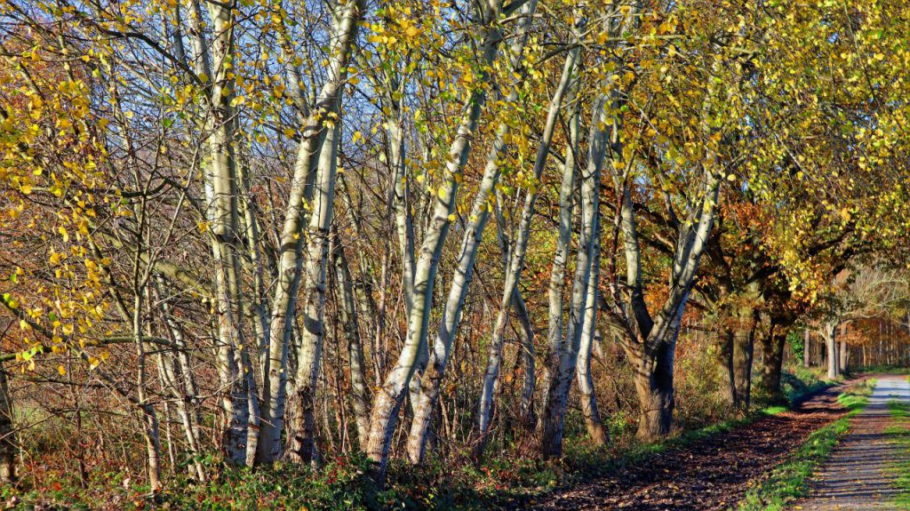 Birken am Reit- und Wanderweg