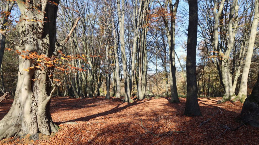 Im Wald Nähe Gestüt Seehof