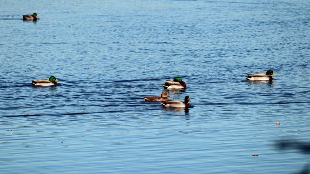 Enten auf dem Hinsbecker Bruch