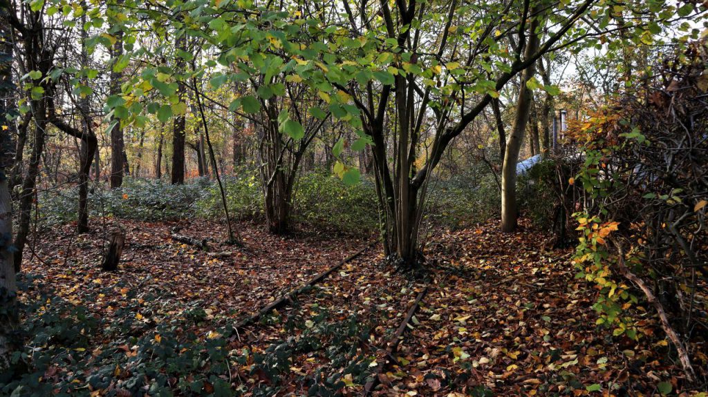 Alte Gleisanlage am Waldsee
