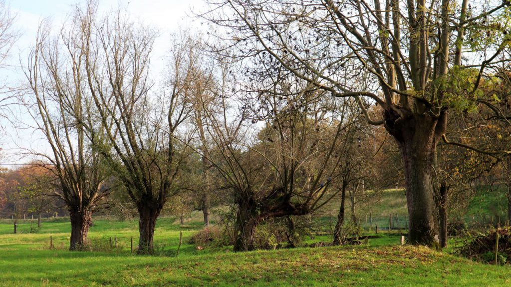 Alte Weiden am Lohheidesee