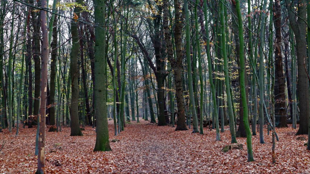 Waldweg westlich von Baerl