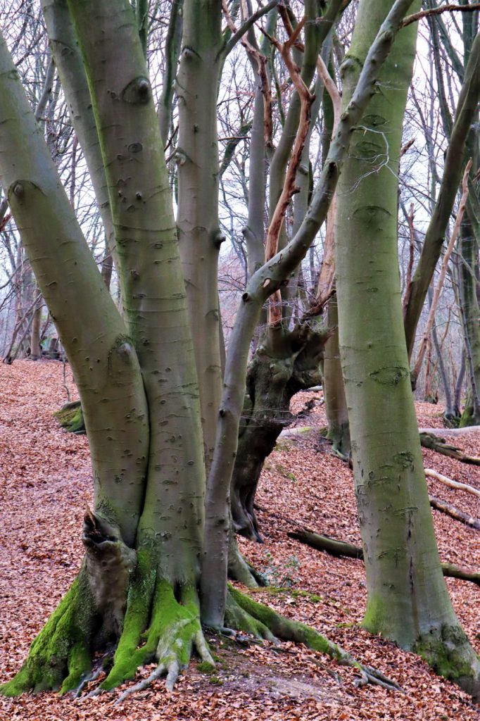 Wald im Molzental