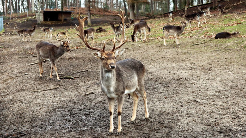 Wildfreigehege Wassenberg