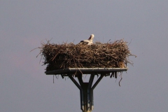 Storchennest Forellenstübchen