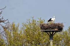 Storchennest Forellenstübchen