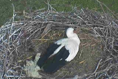 Storchennest-Bislich