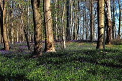 Wald der blauen Blume