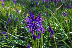 Blaues Hasenglöckchen