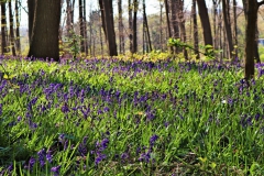 Blauer Wald