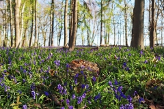 Blauer Wald