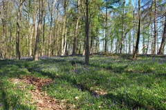 Blauer Wald