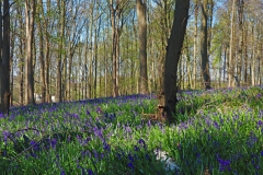 Blauer Wald