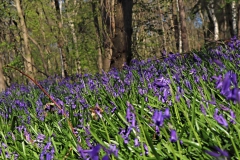 Blauer Wald