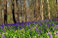 Blauer Wald