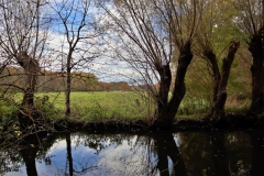 Kopfweiden an der Schwalm