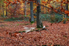 Fabeltier (Dinosauruer) im Wald