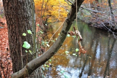 Mystische Symbole im Wald