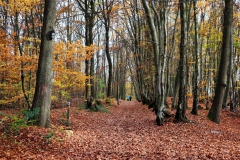 Wald am Wienertzpesch