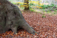 Im NSG Tantelbruch - Schlafender Elefant