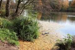 Am Borner See
